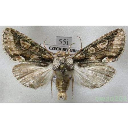 Allophyes oxyacanthae (Linnaeus, 1758) Czech55i